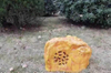 CP-37 5" Full-Range Woofer Big Rock Design Outdoor PA Speaker All Weather Glass Cabinet Garden Landscape Audio